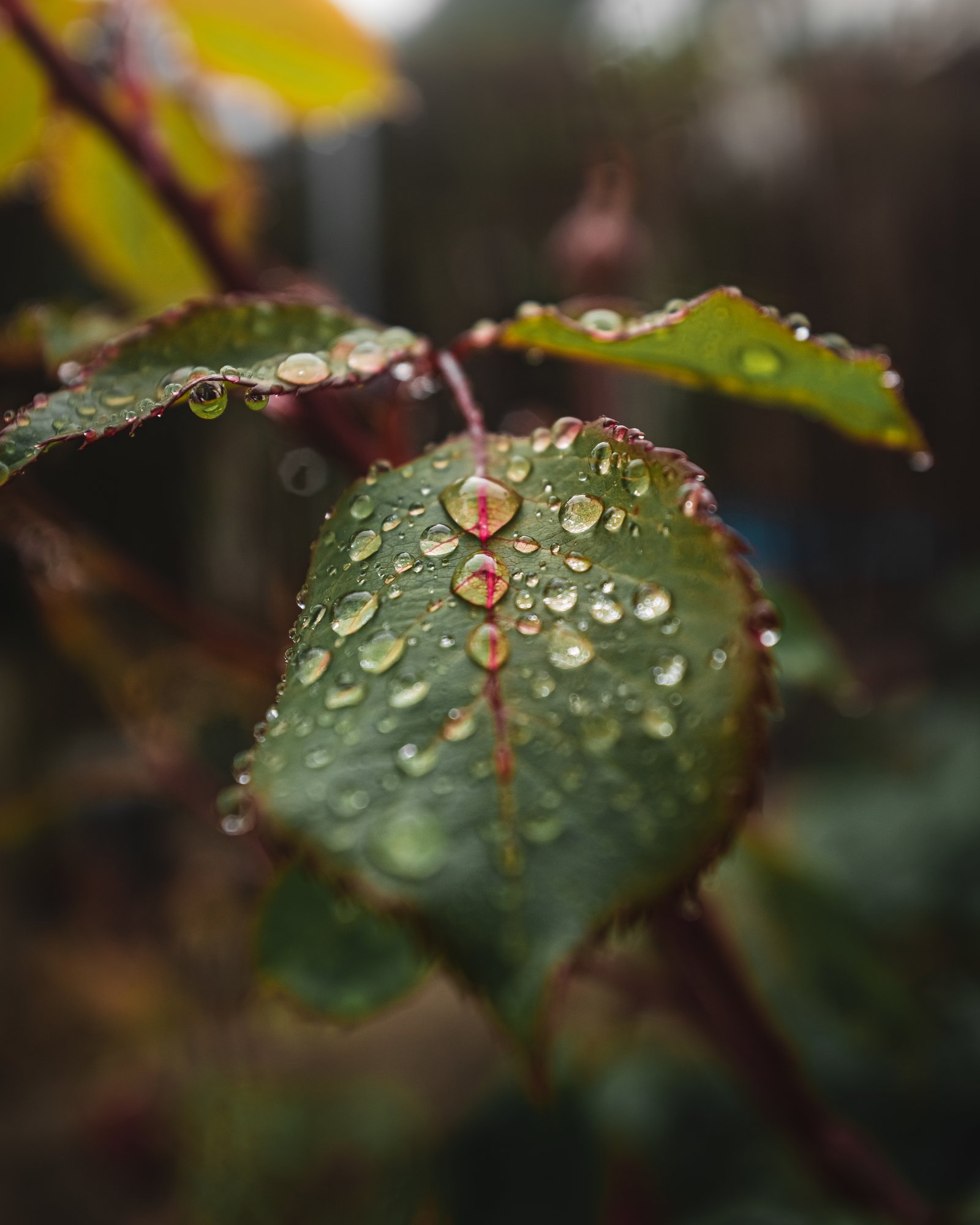 Rain water harvesting